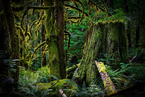 Antiguo Bosque Crecimiento Atardecer — Foto de Stock