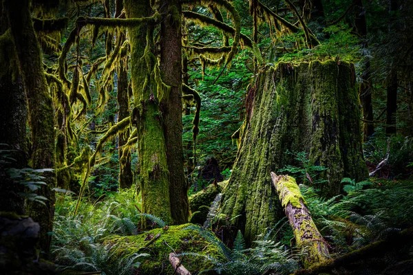 Gün Batımında Eski Büyüme Ormanı Telifsiz Stok Imajlar