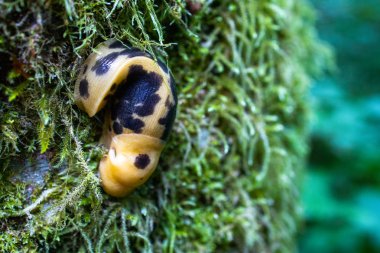 Pasifik muz Slug (Ariolimax columbianus) yosun kaplı ağaç