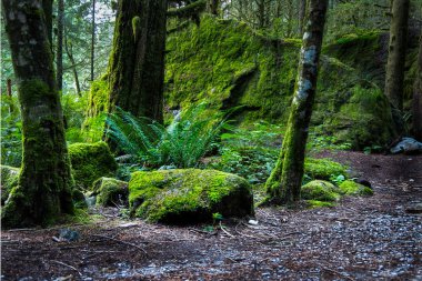 Moss covered rocks in old growth forest clipart