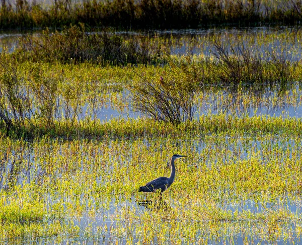 Büyük mavi balıkçıl (Ardea herodias) bataklında yiyecek arıyor