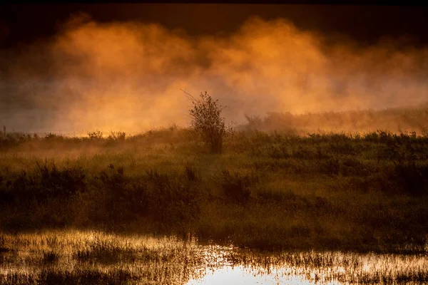 Nebbia Circonda Albero Mezzo Alla Palude Durante Alba — Foto Stock