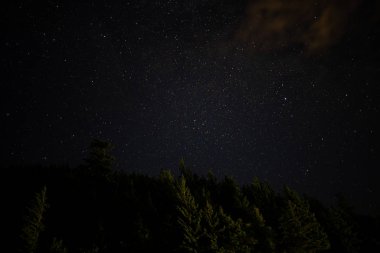 Star filled summer night sky above evergreen forest