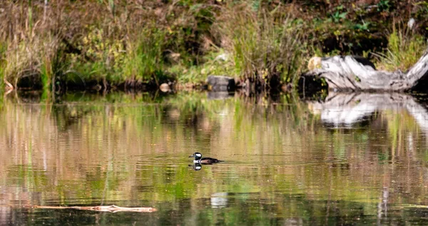 Merganser Com Capuz Lophodytes Cucullatus Nadando Lagoa — Fotografia de Stock