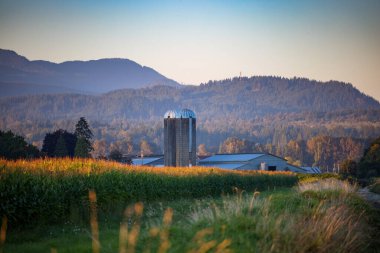 Çiftlik siloları ve mısır tarlaları akşam güneşinde parlıyor