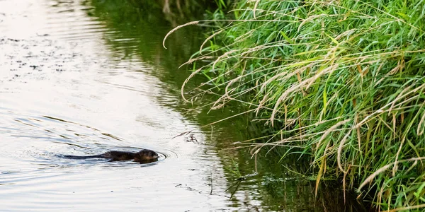 Muskrat (Ondatra zibethicus) geçişi