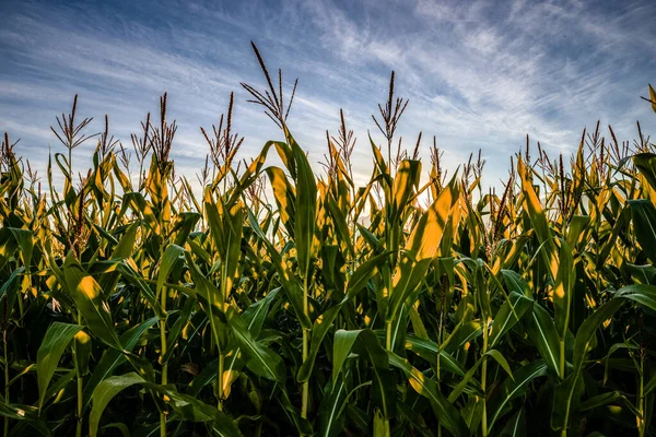Nahaufnahme Eines Maisfeldes Während Des Sommerlichen Sonnenaufgangs Stockbild