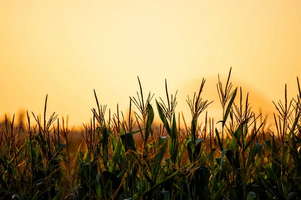 Orangefarbener Rauch Erfüllt Den Himmel Über Dem Maisfeld lizenzfreie Stockfotos