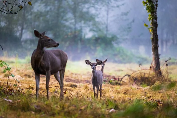 Mãe Veado Com Fawns Início Setembro Manhã — Fotografia de Stock