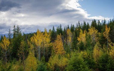 Ekim 'de ormanlar arasında sonbahar renkli ağaçlar