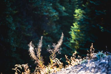 Dağ yamacında bitkilerin (Batı şakayığı) (Anemone occidentalis) kapatılması