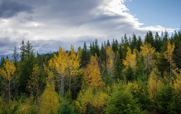 Autunno Alberi Colorati Tra Foreste Nel Mese Ottobre — Foto Stock