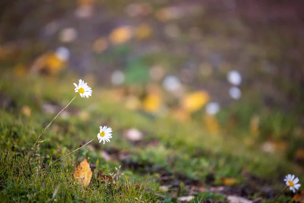 Açık alanda papatya çiçekleri (Leucanthemum vulgare) 