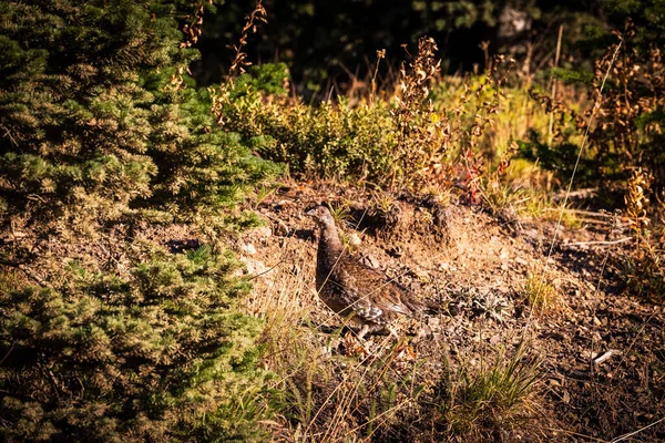 Gallo Fuligginoso Dendragapus Fuliginosus Strada Montagna — Foto Stock