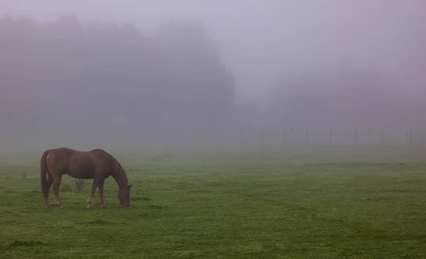 Pferd Frisst Gras Dichten Nebel — Stockfoto