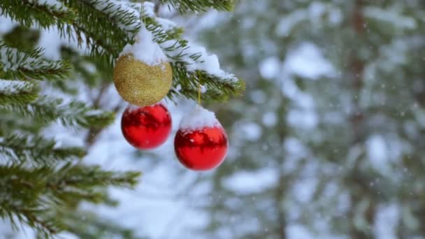 Bolas Natal Árvore Floresta — Vídeo de Stock