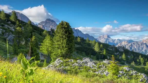 Alpejskie kwiaty i chmury nad górami — Wideo stockowe