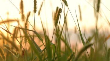 çim ile arka plan video