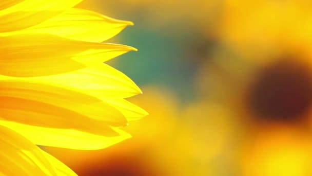 Background with sunflower petals — Stock Video