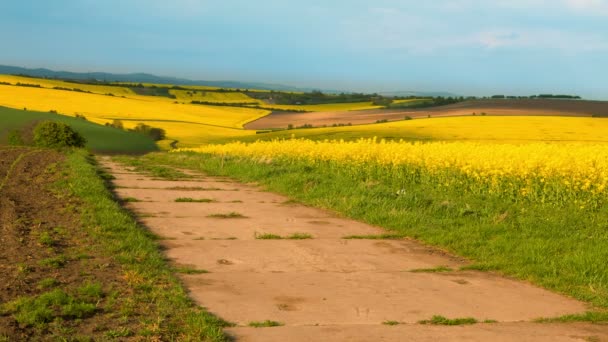 Nubes Están Corriendo Sobre Campos Floración — Vídeos de Stock