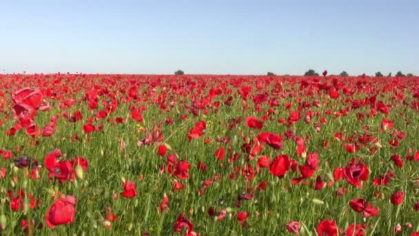 Dramatic sky over the poppy fields — Stock Video