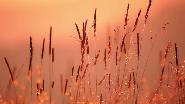 Champ d'herbe en contre-jour lumière du soleil — Video