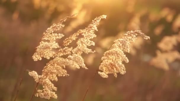 Flauschiges Gras Bei Sonnenuntergang Zittert Wind — Stockvideo