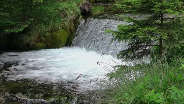 Waldfluss mit Wasserfall — Stockvideo