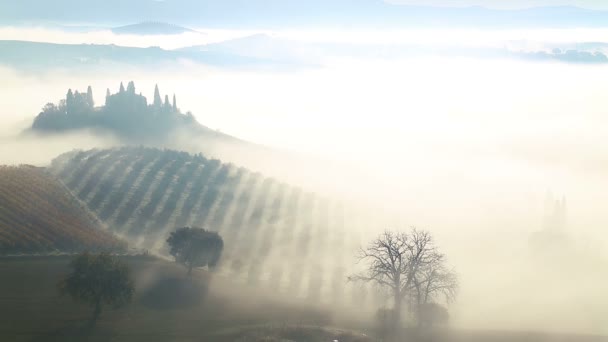 畑とぶどう畑に朝の霧 — ストック動画