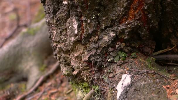 Old Tree Spring Thaw — Stock Video