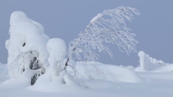 Snowdrifts Thin Tree — Stock Video