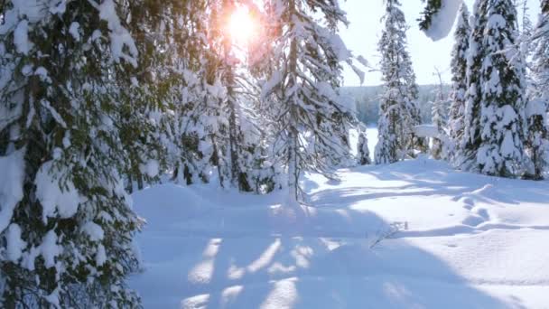 Abeto doblado bajo el peso de la nieve — Vídeos de Stock