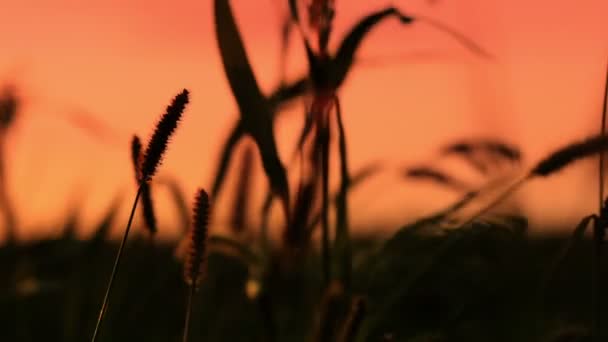 Sonnenuntergang im Gras — Stockvideo