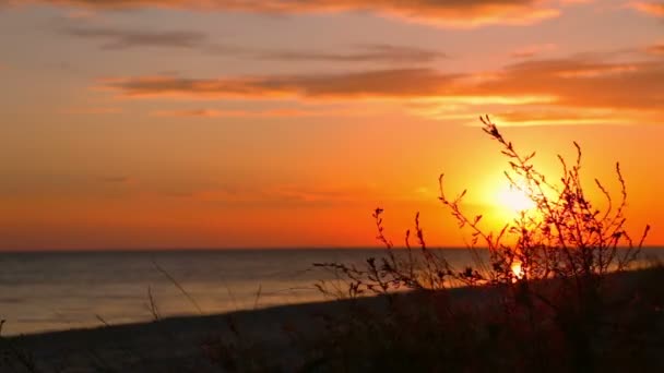 Solnedgång Stranden Och Gräs — Stockvideo