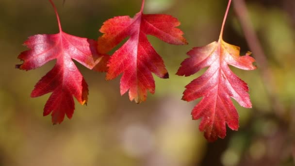 Drei Herbstliche Rote Blätter — Stockvideo