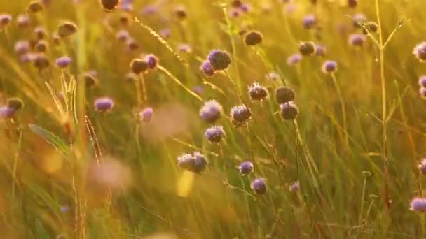 Wildflowers Sunrays Wind — Stock Video