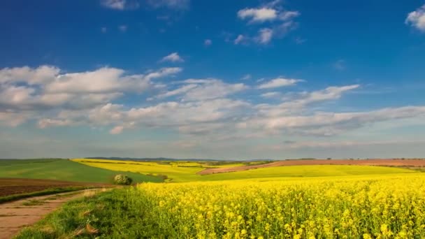 Żółte dzikie kwiaty i chmury — Wideo stockowe