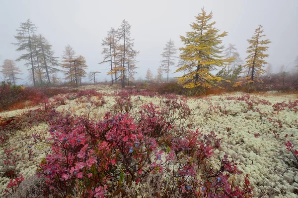 숲에서 콜리마 마가단 러시아 — 스톡 사진