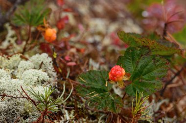 Magadan bölgesi, Kolyma, Jack Londra Gölü, cloudberry