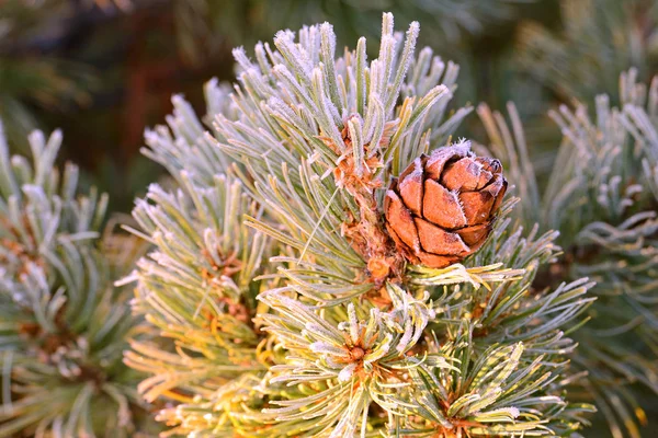 Cedro Elfin Gelate Autunnali Kolyma Lago Jack London Magadan Region — Foto Stock