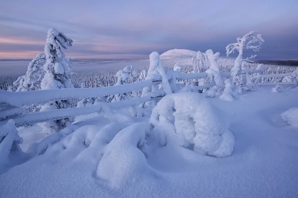 Finlandia Laponia Luosto Bosque Invierno — Foto de Stock
