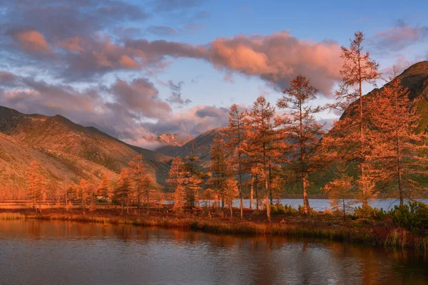 Matin Ensoleillé Sur Marais Dans Toundra Automne Kolyma Russie — Photo