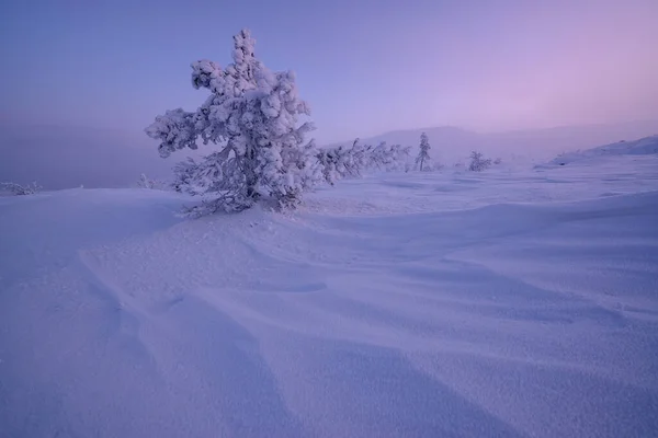 Colinas Cubiertas Nieve Tundra Del Bosque Región Murmansk —  Fotos de Stock