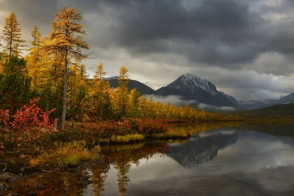 曇りの秋の朝に山の湖の岸に黄色のカラマツの木 — ストック写真