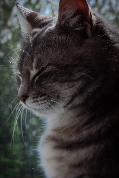 gray tabby cat near the window