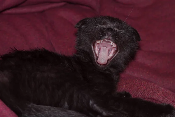 young black kitten yawns