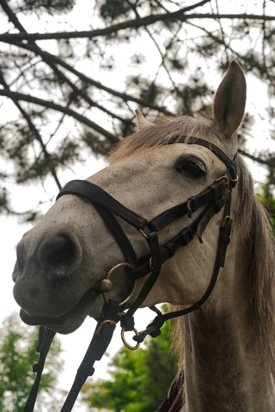 white horse