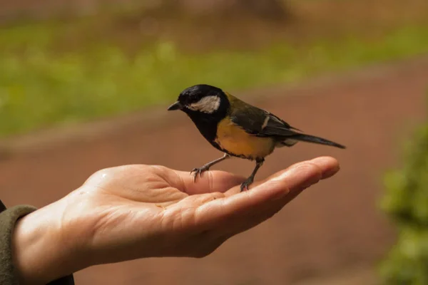 titmouse sits on the open palm of a woman. tit eats sunflower se