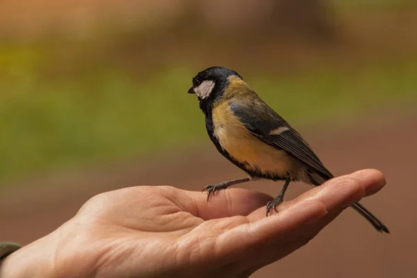 tit sits on the open palm of a woman. tit eats sunflower seeds from human hand. people feed the birds. Paridae