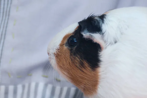 Guinea pig in a cozy home environment. Closeup indoor portrait of a lovely pet. Unpretentious rodent pet. Cute cavy. Guinea pig on a light gray background.